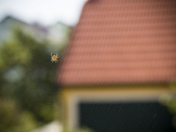 Spinne im Garten