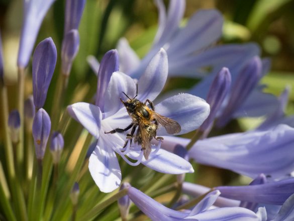 Agapanthus-Biene-Kübelpflanze-2017