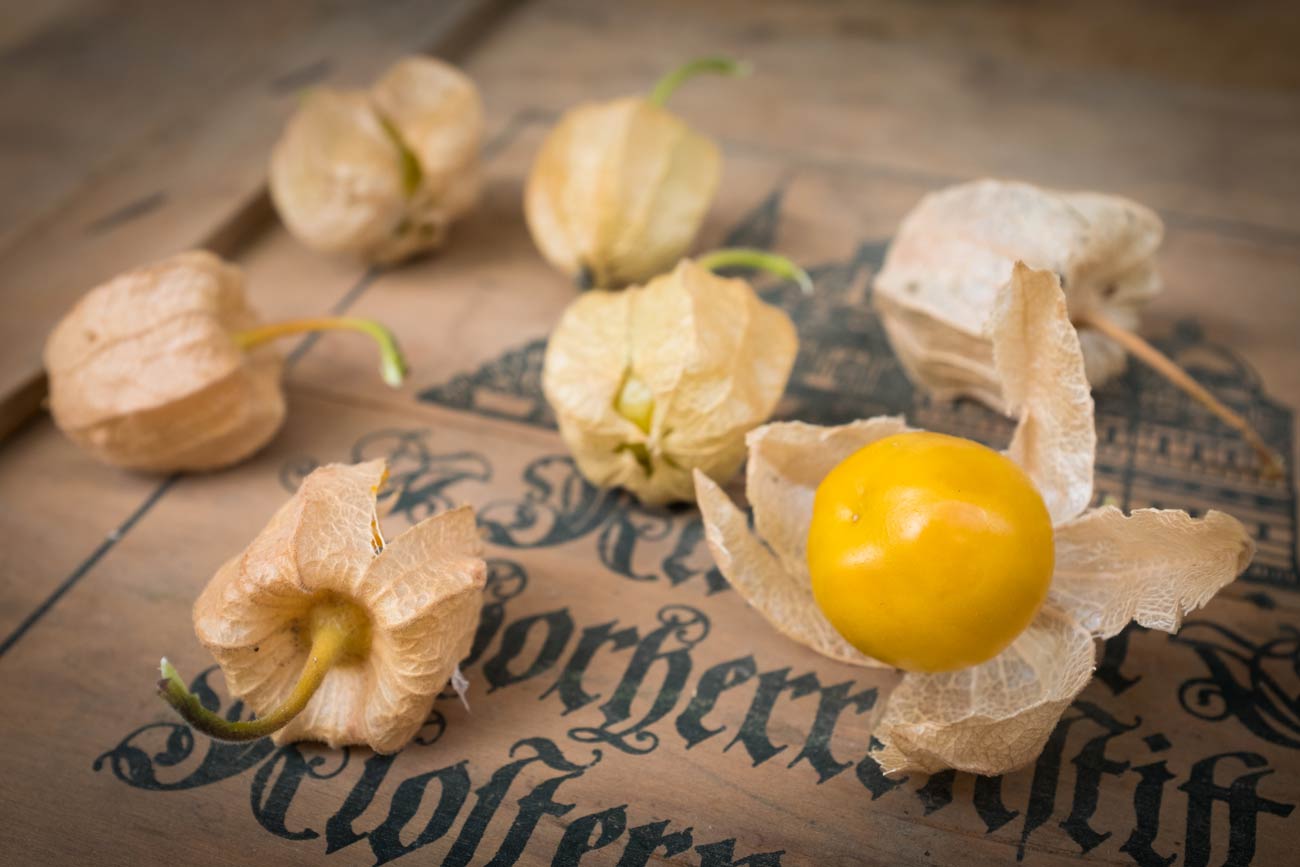 Physalis-Andenbeere-Kapstachelbeere-Burgenland