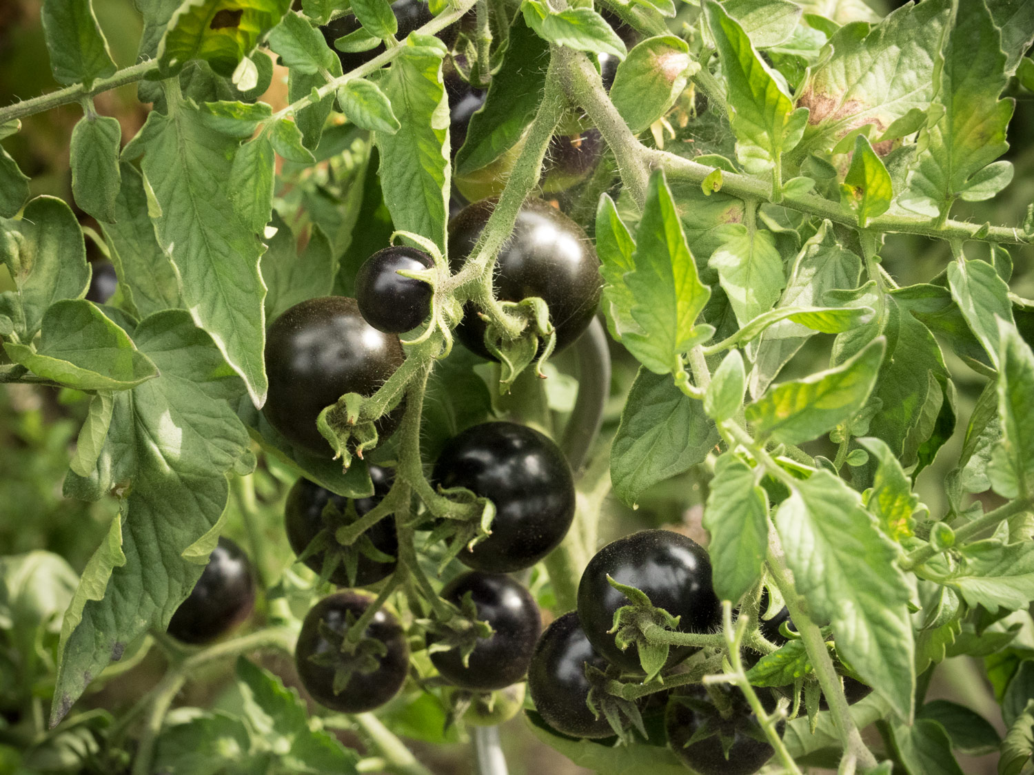 Schwarze Tomaten - Indigo Rose
