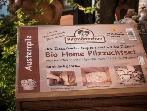 Pilze selber züchten