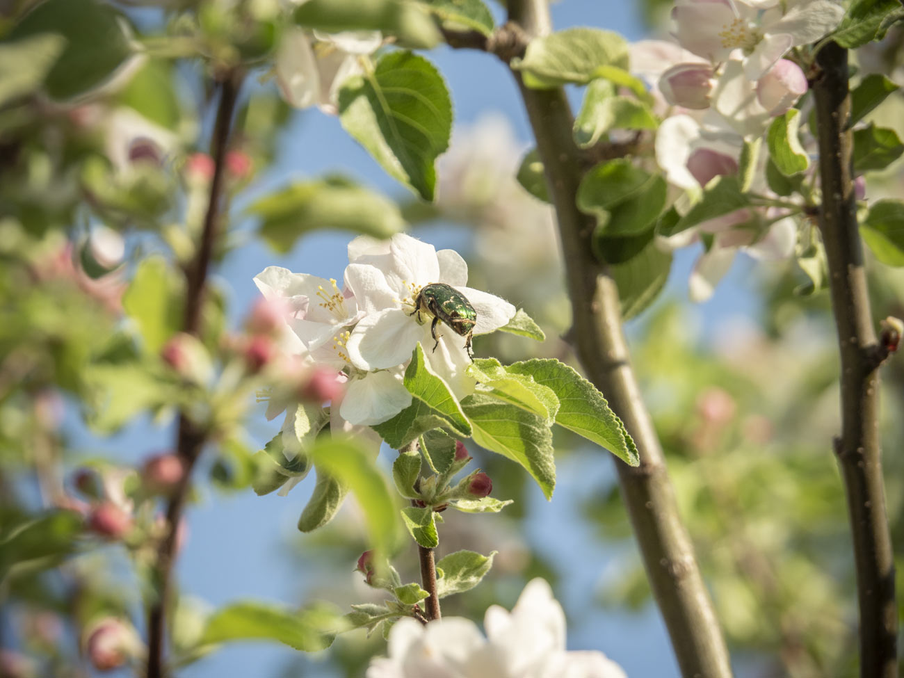 Apfelbaum blüht, mit Rosenkaefer-2018