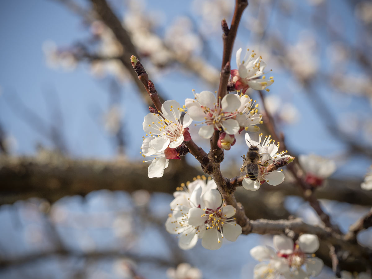 Biene-auf-Marillenblüte