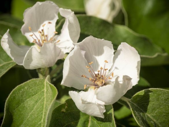 Apfelquitten-blühen-Mai-2018