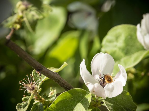 Apfelquitten-blühen-Wildbiene-Mai-2018