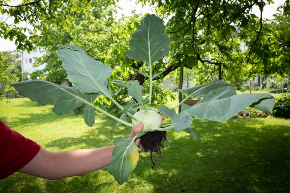 Kohlrabi aus dem Hochbeet