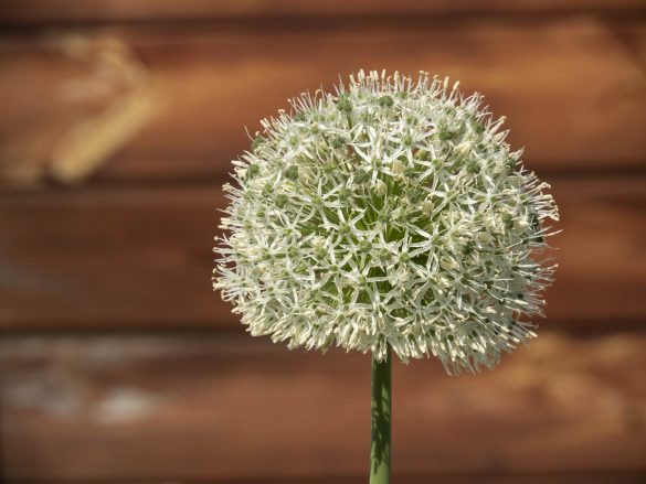Zierlauch-Alium-Mai-2018-03