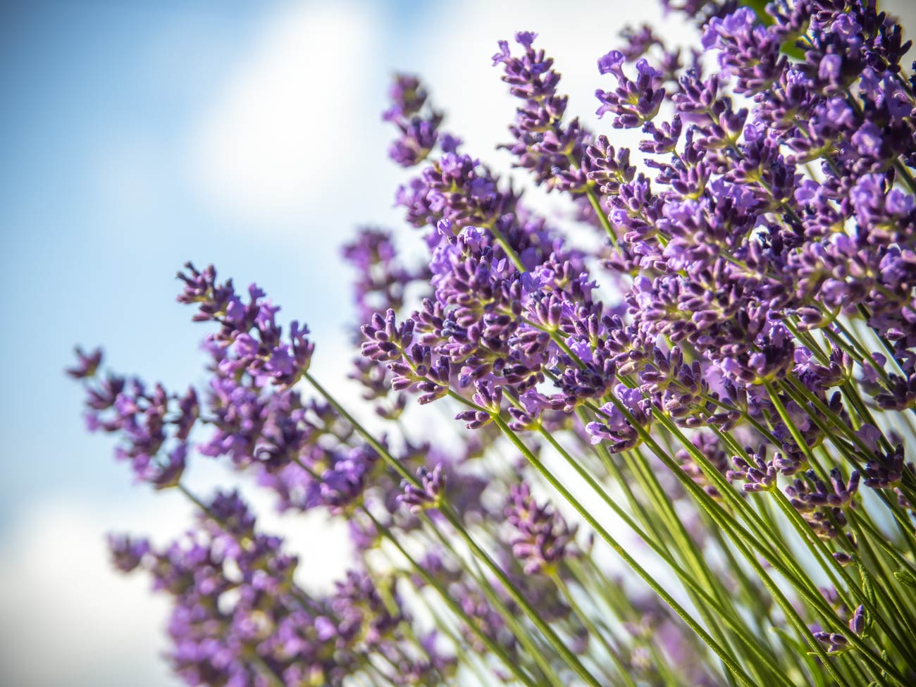 Lavendel blüht