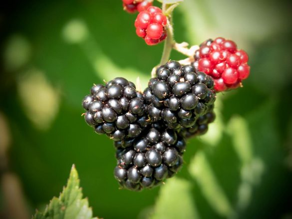 Die Brombeeren sind reif! 2018-