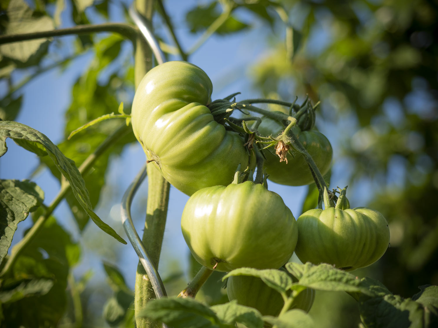 Ochsenherz-Tomate-Juli-2018