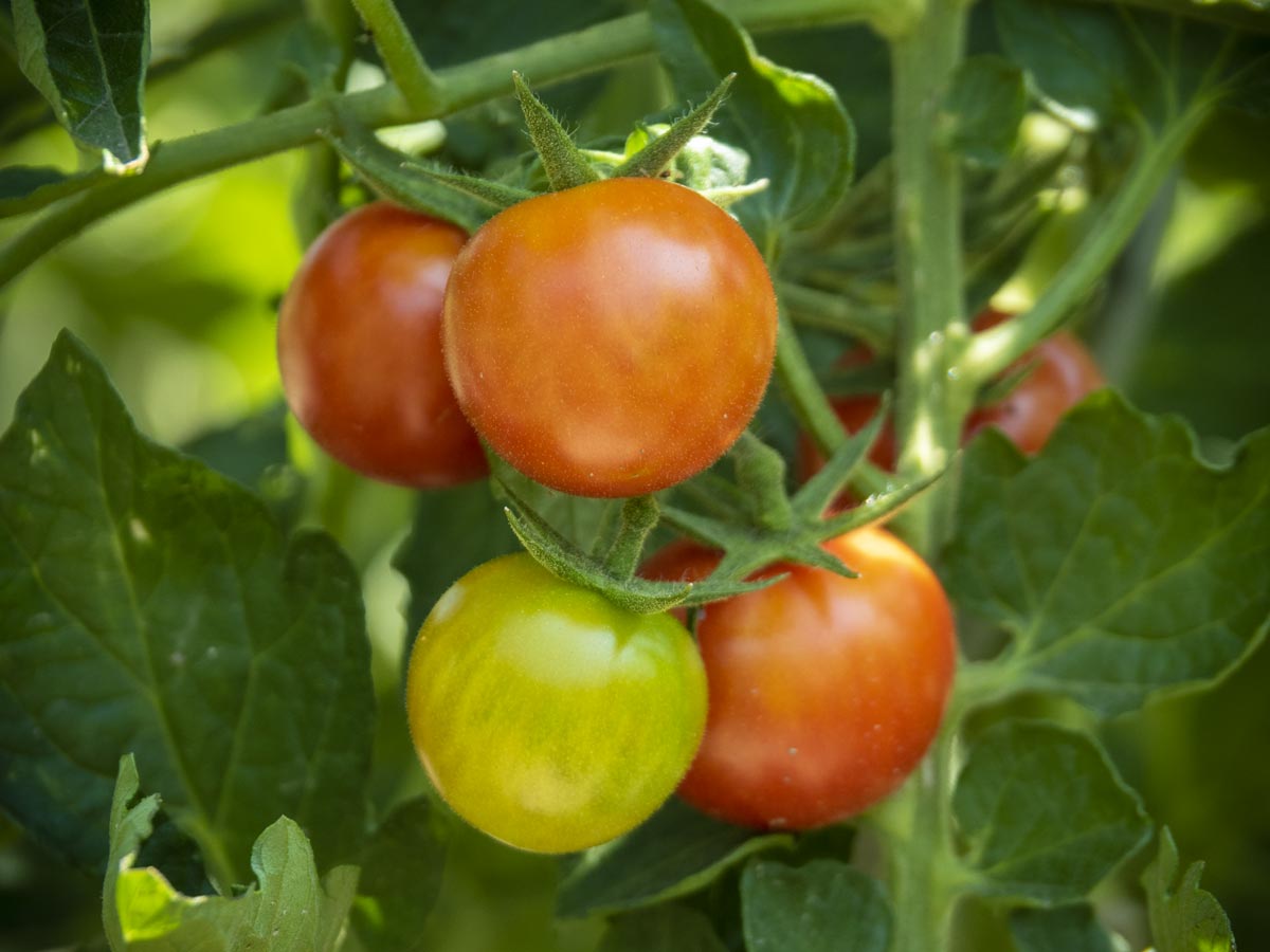 Paradeiser-Tomaten-Ernte-2018-01
