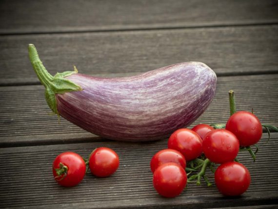 Melanzani (Aubergine) aus dem Blumentopf