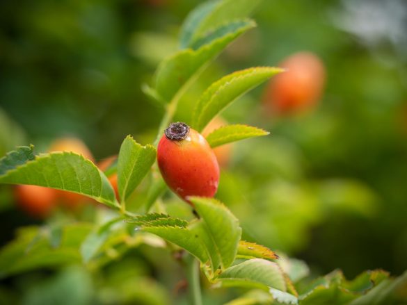 Hagebutte-Rose-Frucht