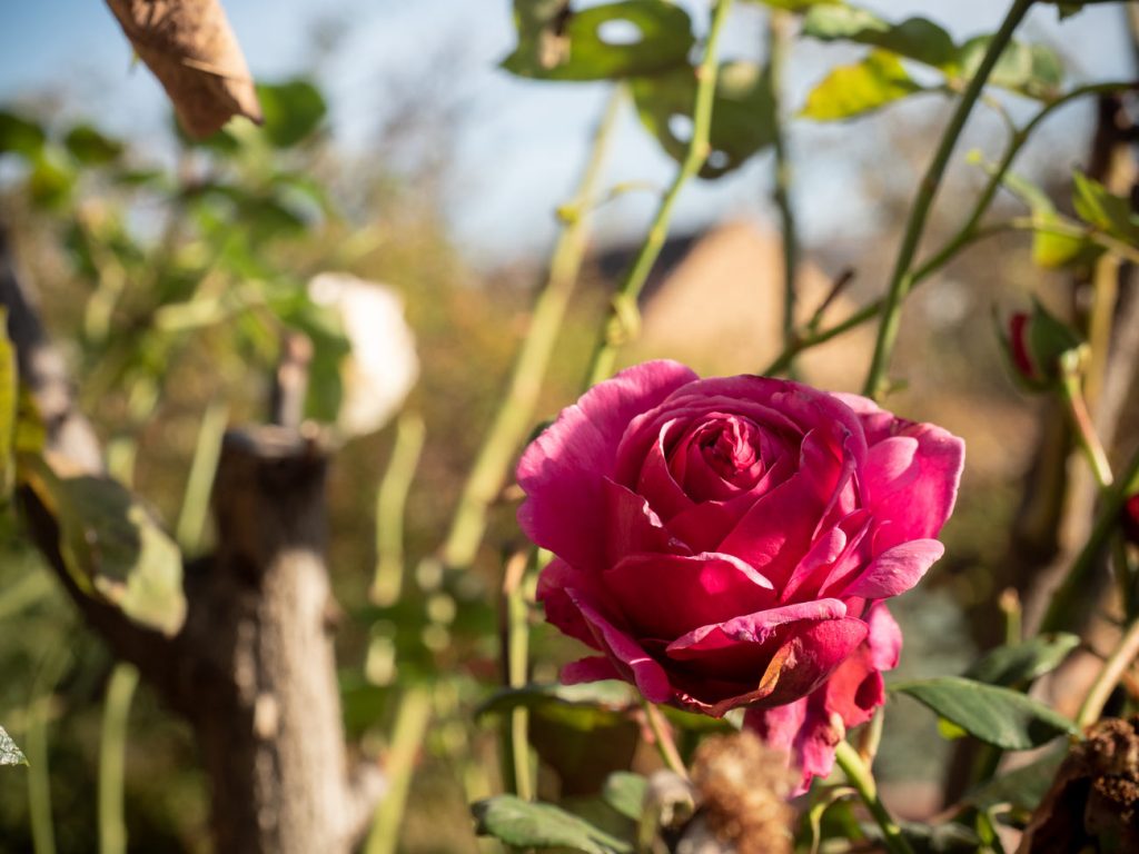 Rosen blühen im Spätherbst-02