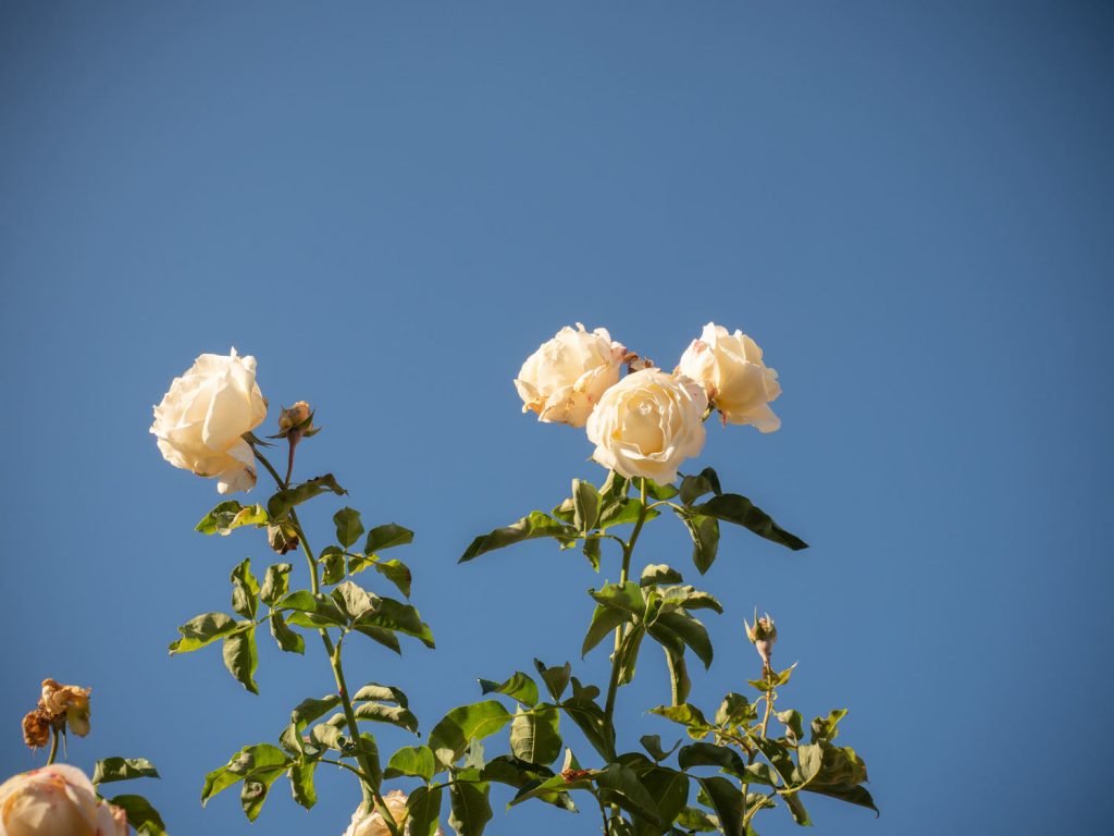 Rosen blühen im Spätherbst-02