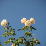 Rosen blühen im Spätherbst-02