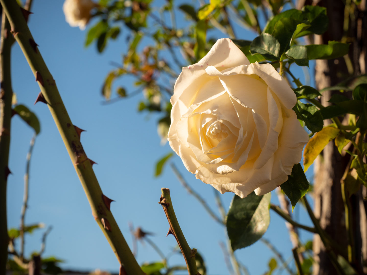 Rosen blühen im Spätherbst-02