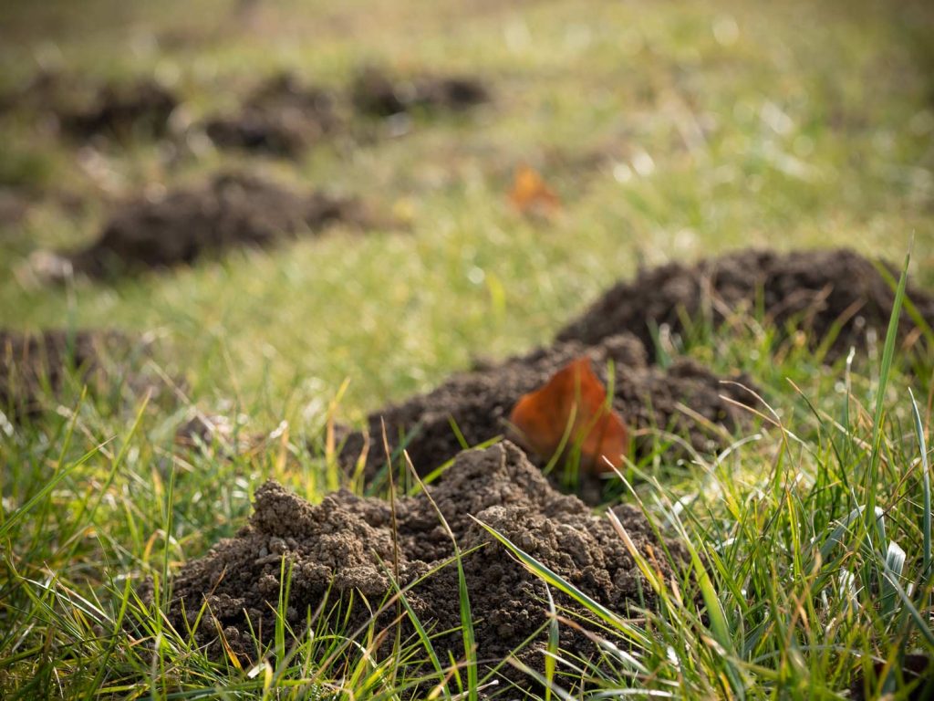 Maulwurf im Garten aussäen, pflanzen, gießen und genießen