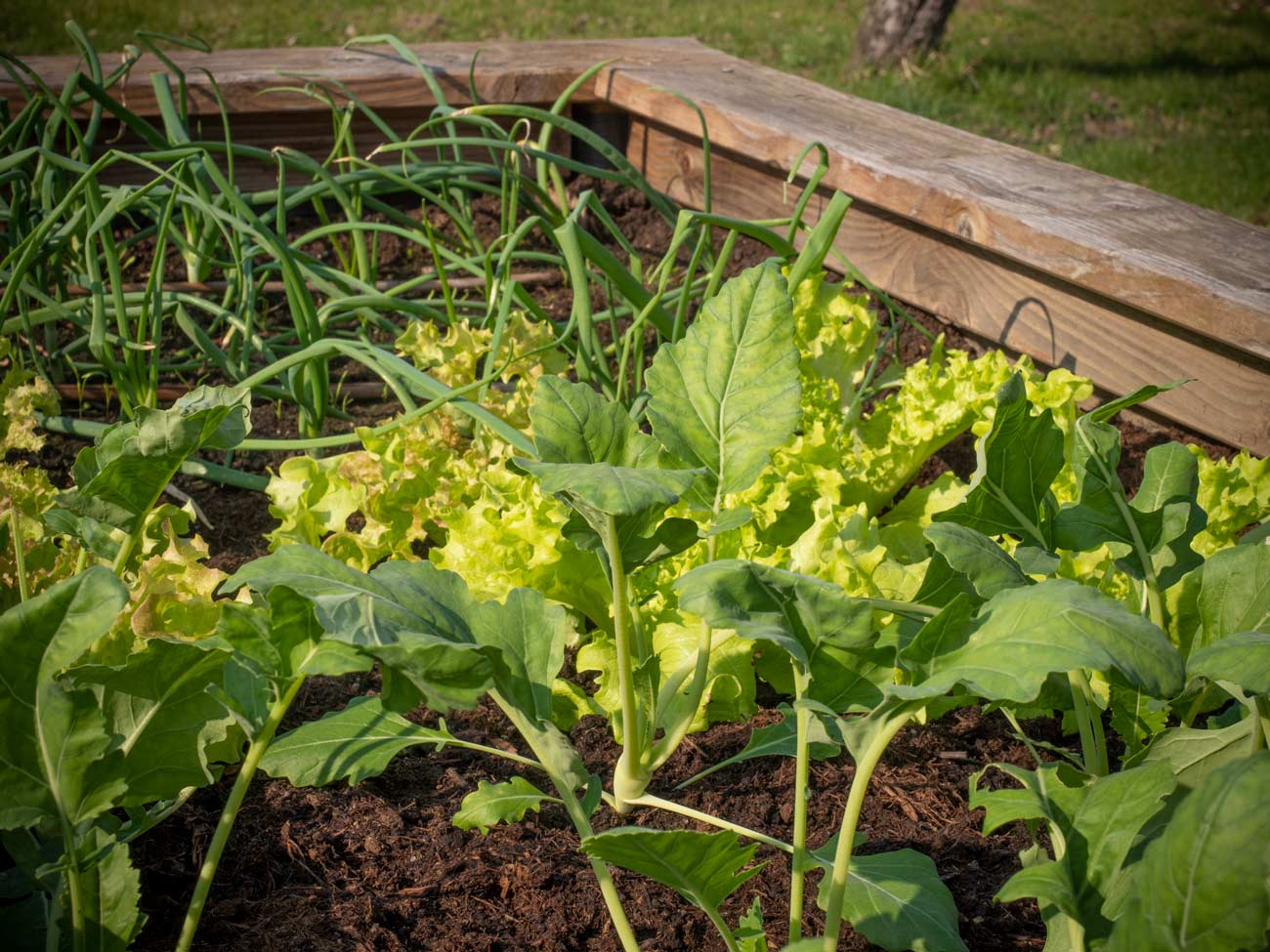 Hochbeet März 2019 Salat Kohlrabi Zwiebel