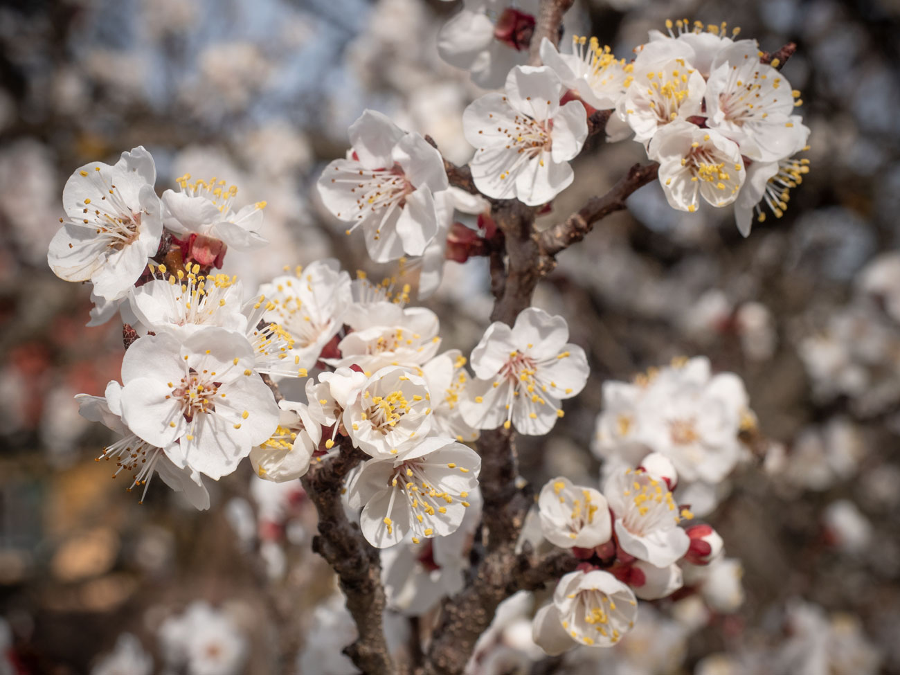 Marillenblüte Burgenland 2019-01