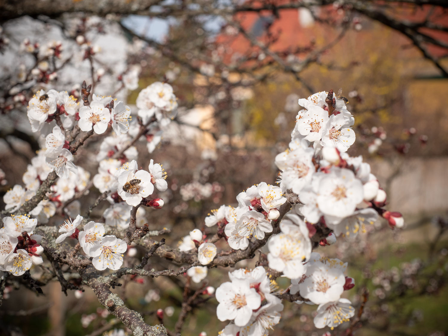 Marillenblüte Burgenland 2019-02