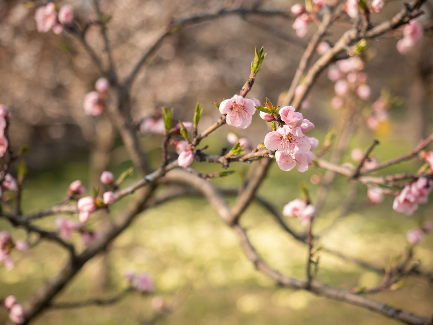 Pfirsich - Blüte im März 2019