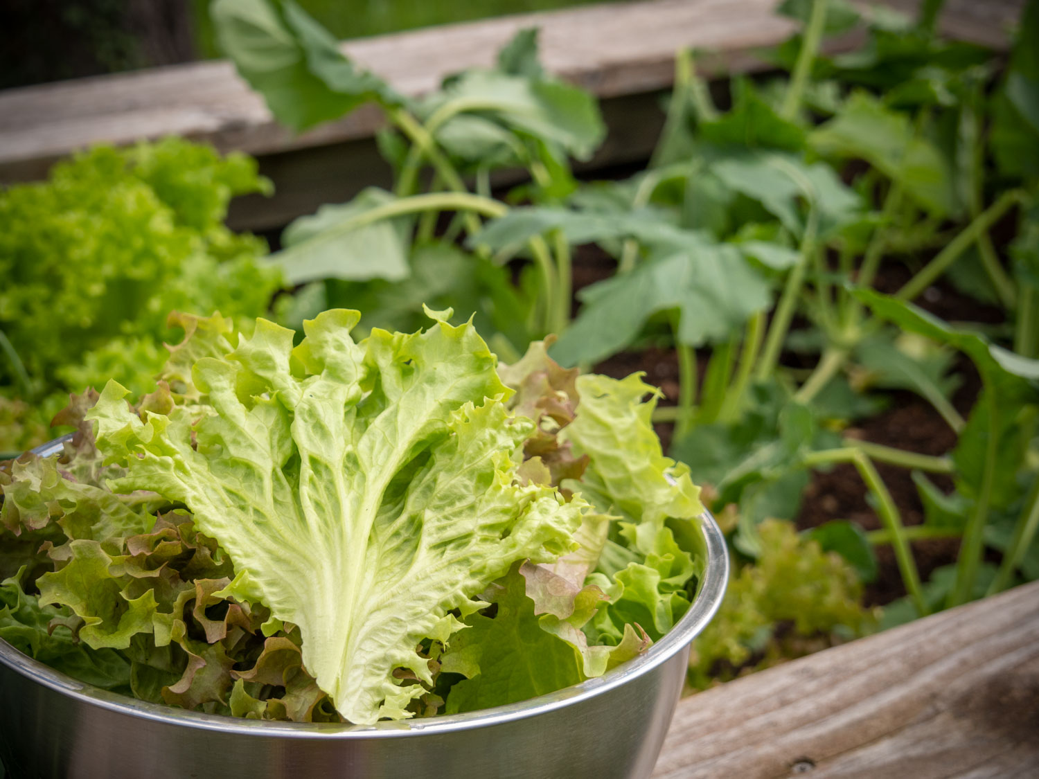 Pflücksalat aus dem Hochbeet (2019)