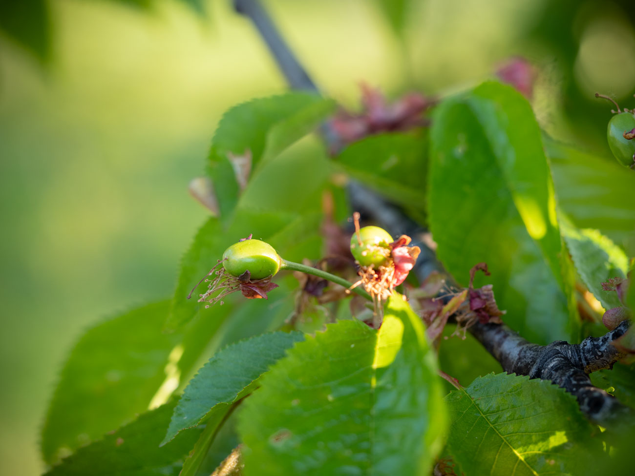 Kirschen im Burgenland Ende April 2019