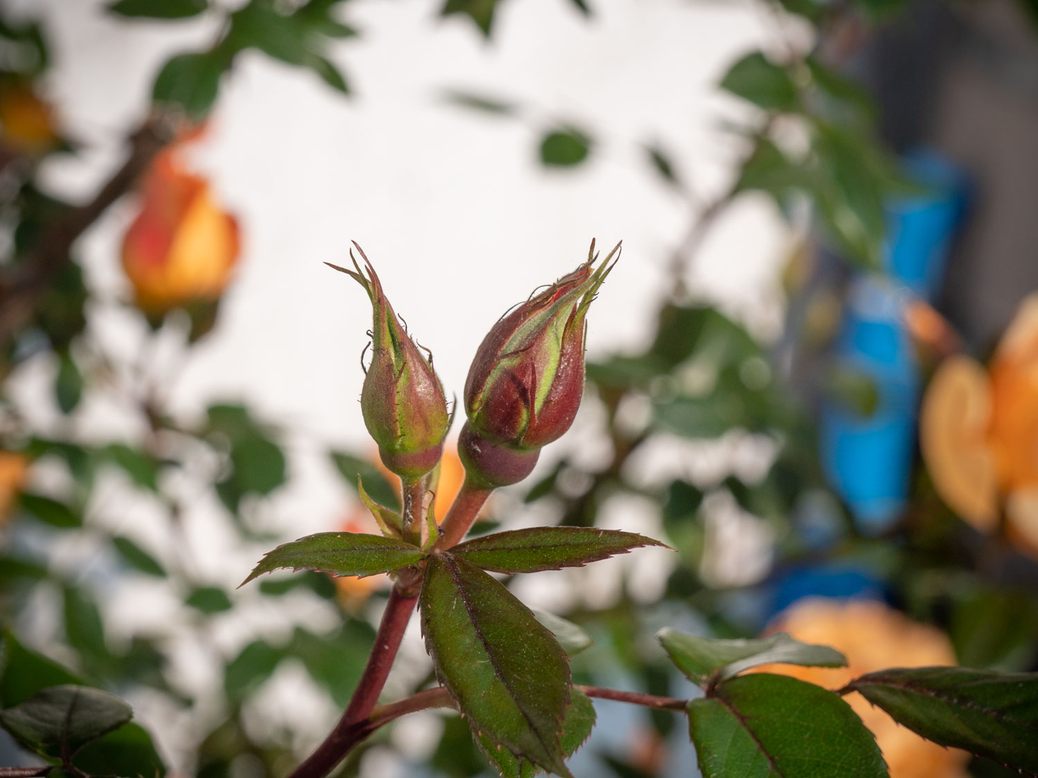 Rosenblüte im Burgenland, Mai 2019