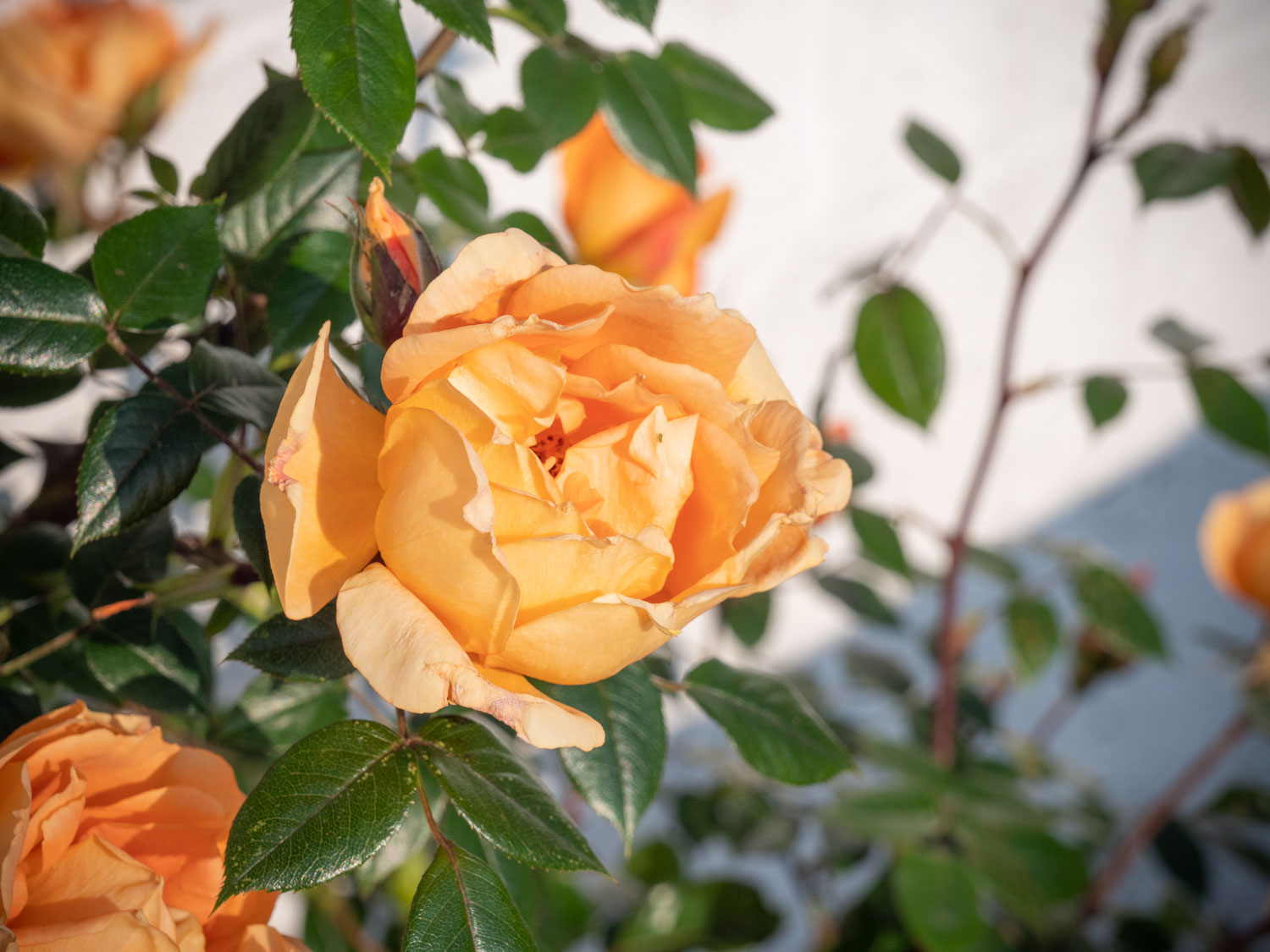 Rosenblüte im Burgenland, Mai 2019