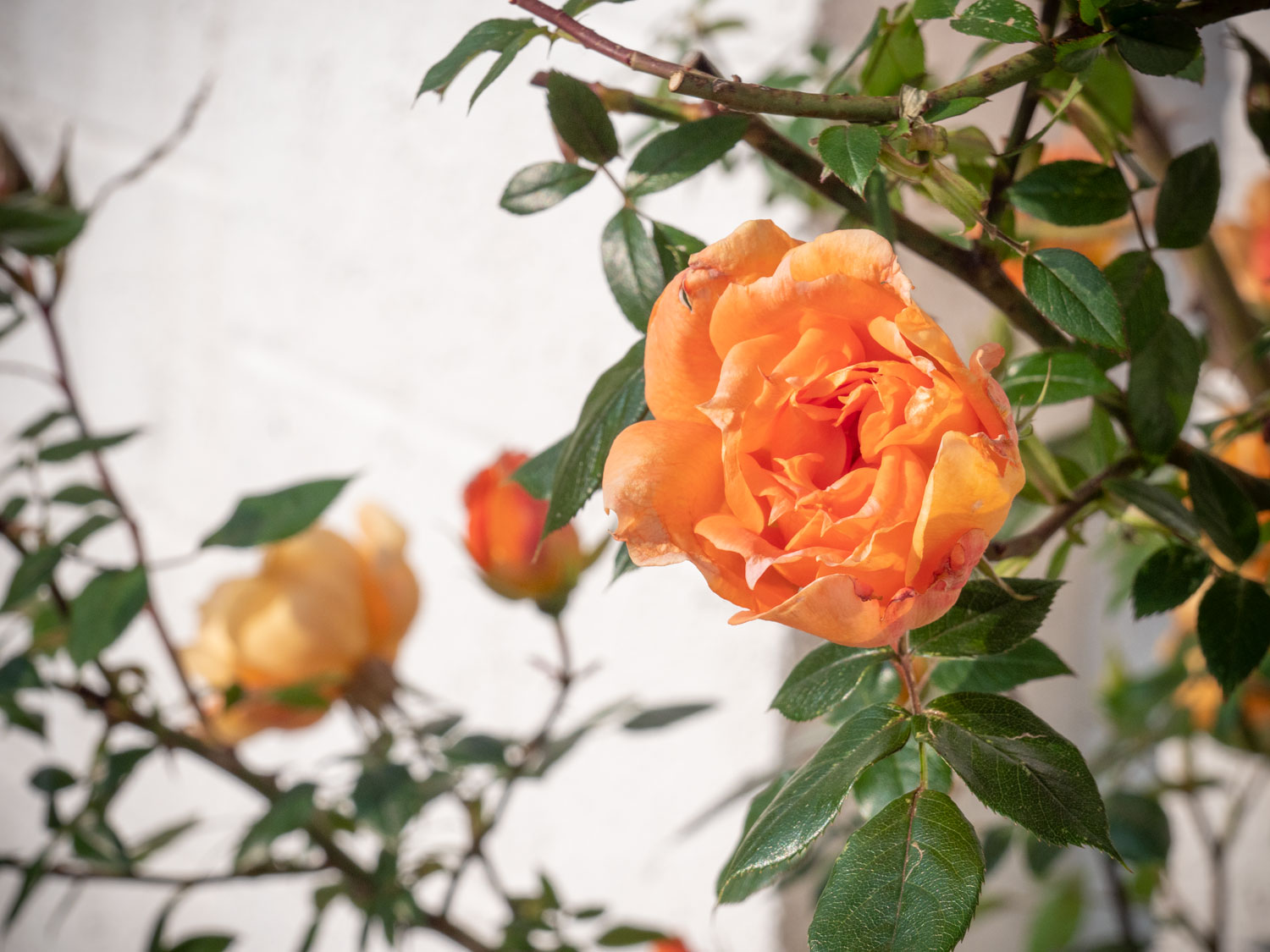 Rosenblüte im Burgenland, Mai 2019