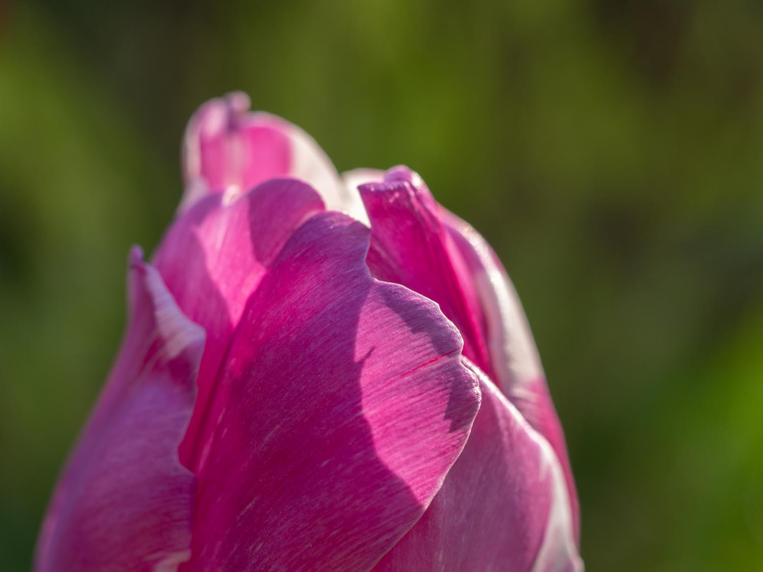 Tulpen: Anfang Mai 2019 im Burgenland