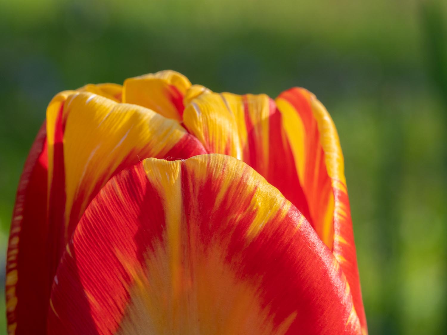 Tulpen: Anfang Mai 2019 im Burgenland