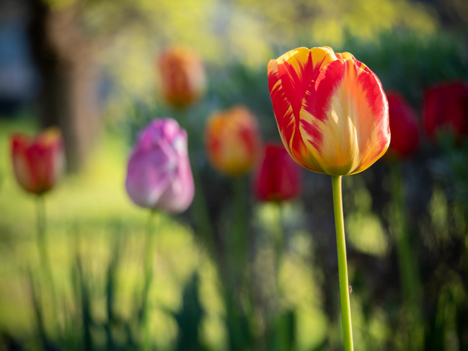 Tulpen: Anfang Mai 2019 im Burgenland