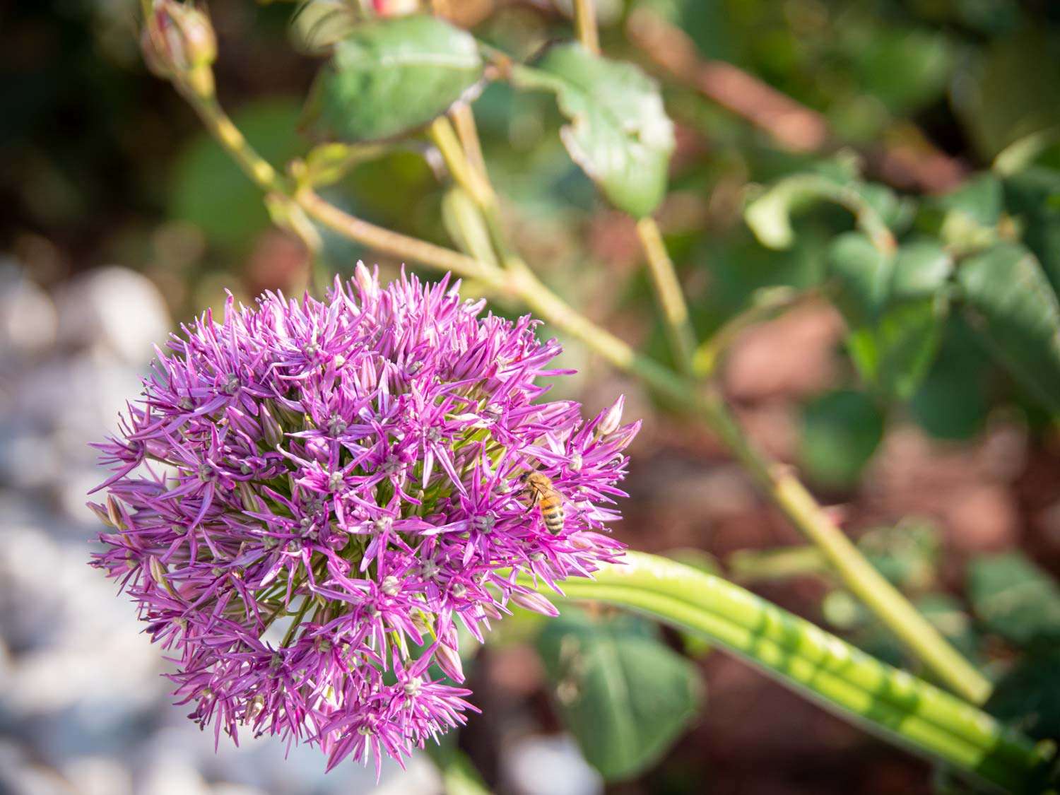 Zierlauch-Allium-Bienen-Mai-2019-02