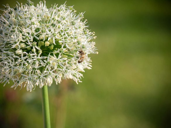Zierlauch-Allium-Bienen-Mai-2019-02