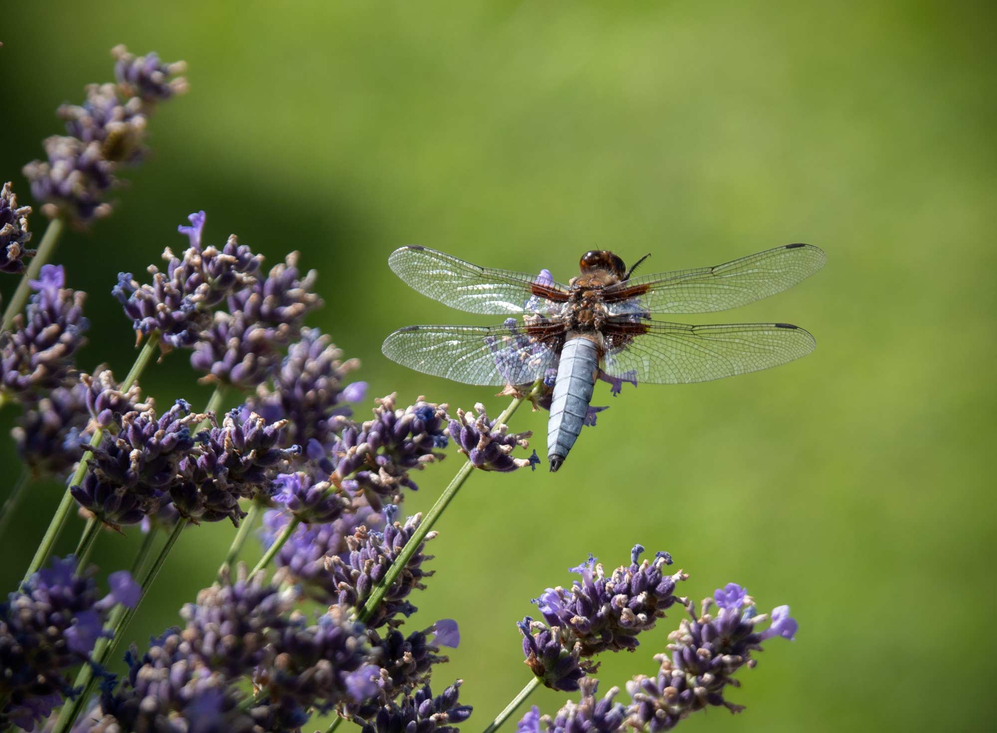 Libelle, 2019