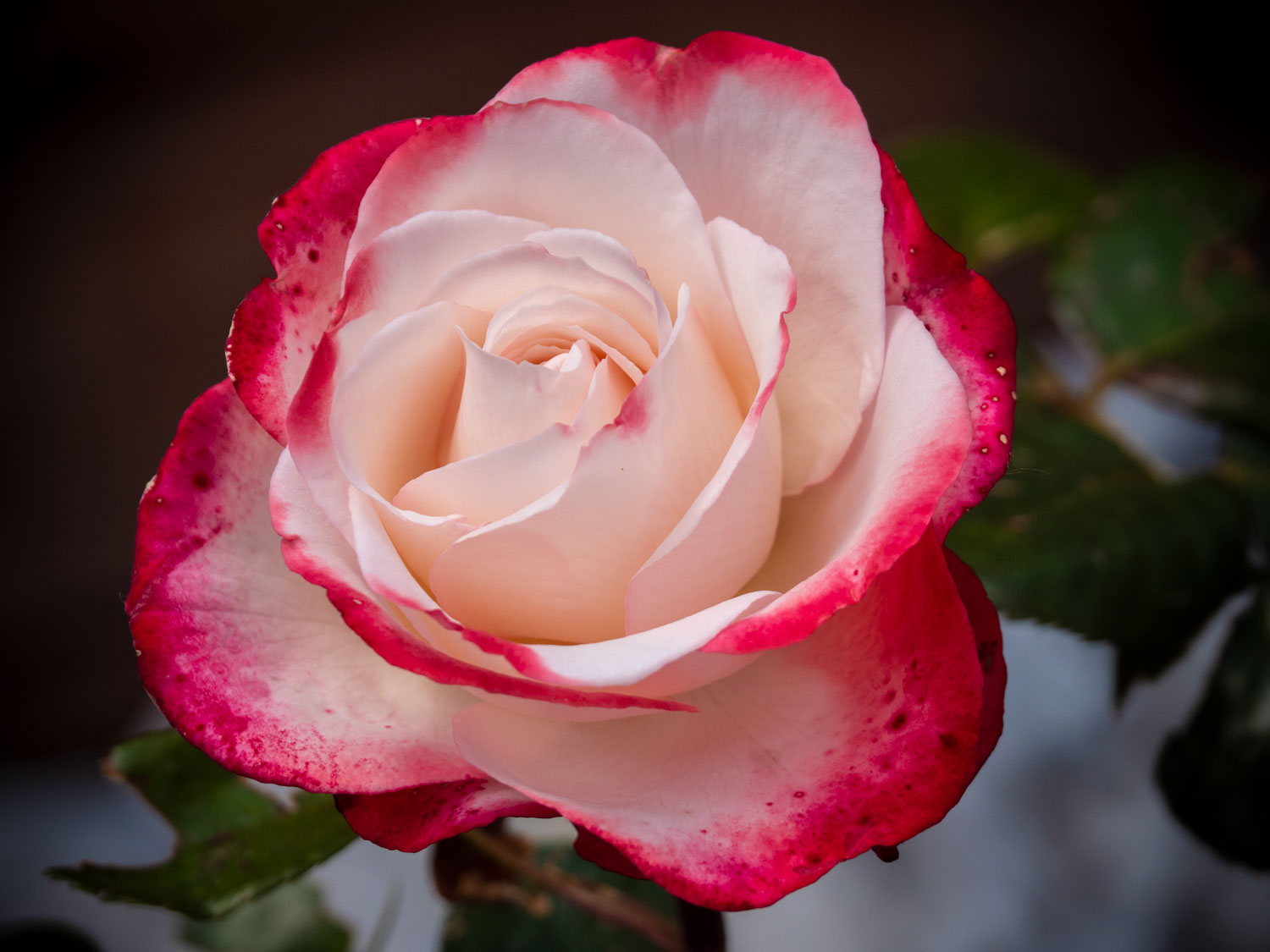 Rose Nostalgie 2019