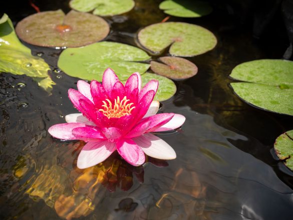 Seerose blüht 2019