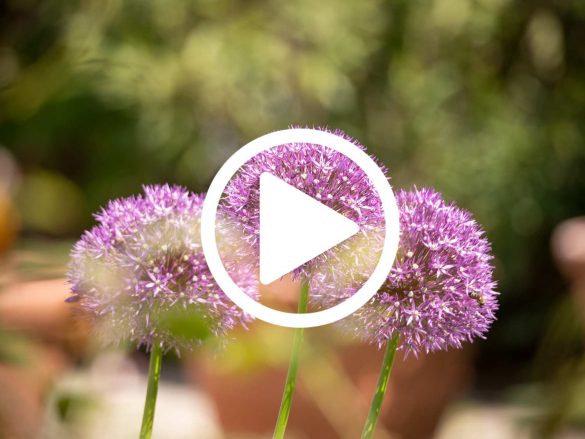 Zierlauch-Bienenfutter-video