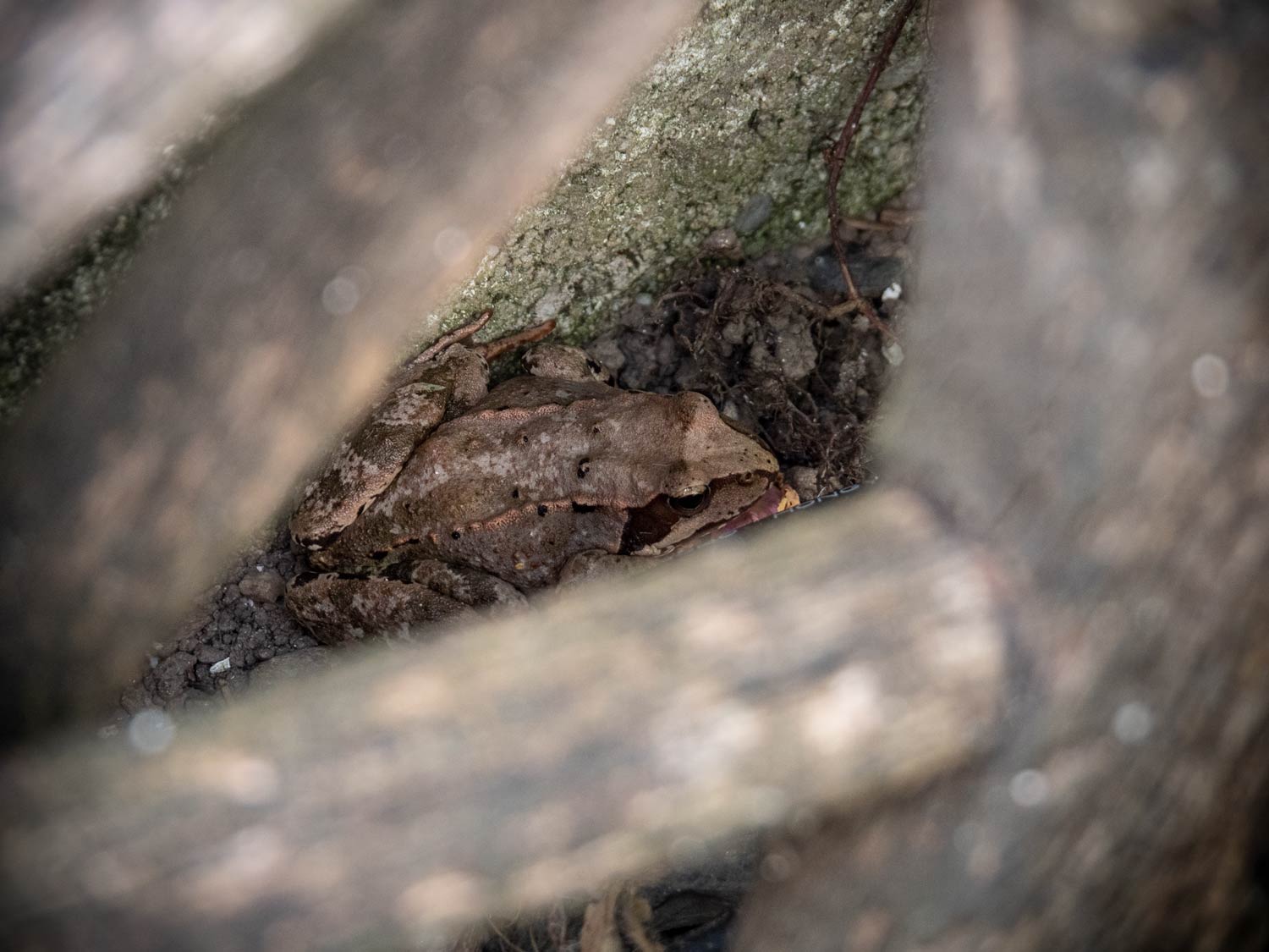 Frosch im Garten (2019)