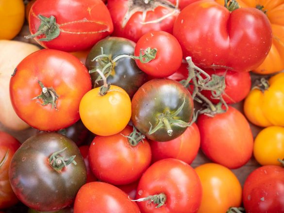 Paradeiser-Tomaten-ernten-2019