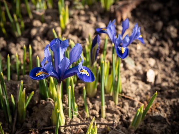 Die ersten Iris blühen