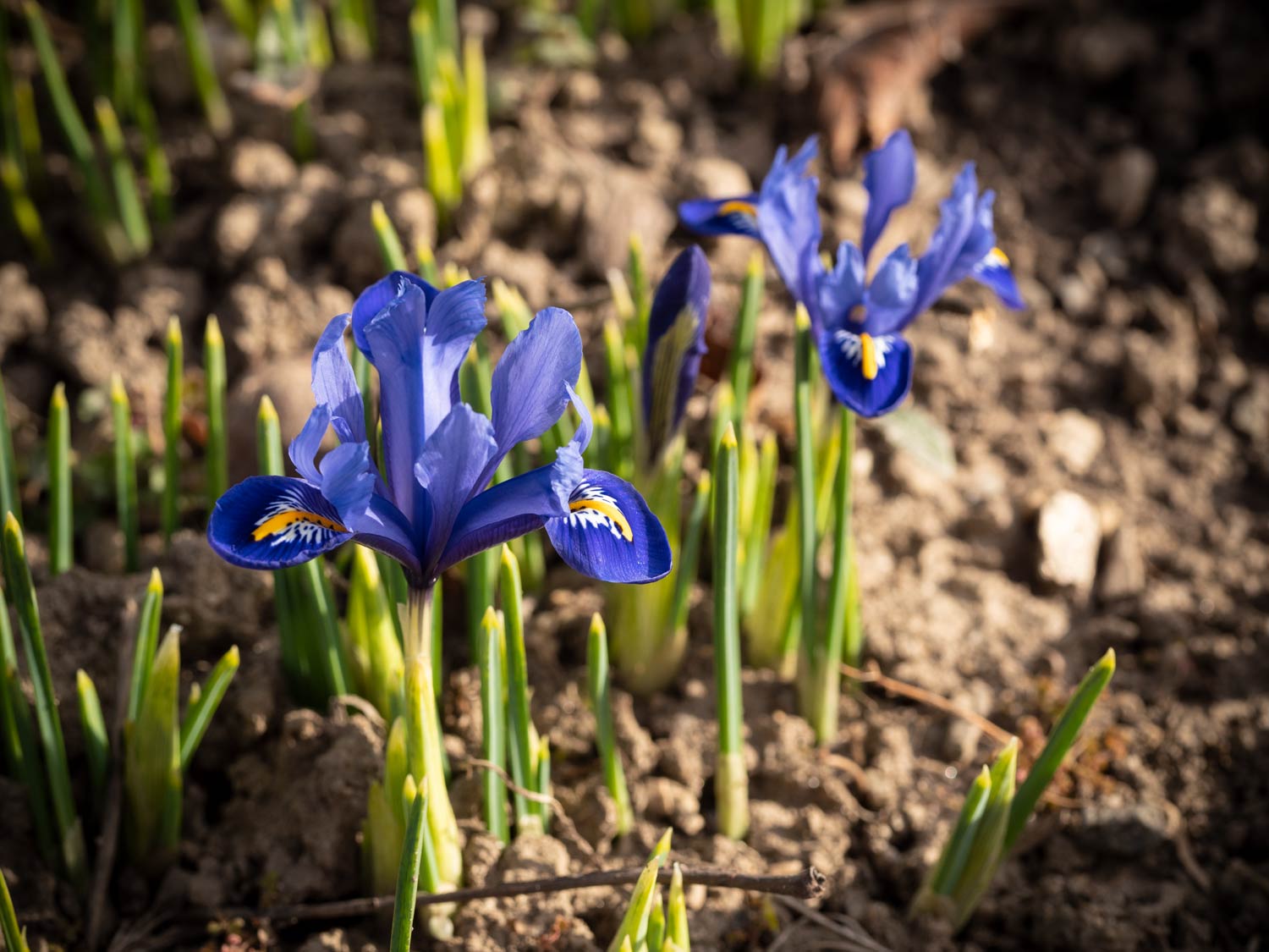 Die ersten Iris blühen im Februar 2020