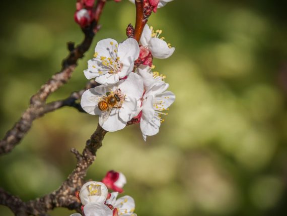 Die Marillen blühen - und schon summen Bienen und Hummeln im Baum