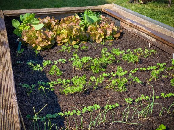 Jungzwiebel-Radieschen-Petersilie-Salat-Hochbeet-April-2020-01