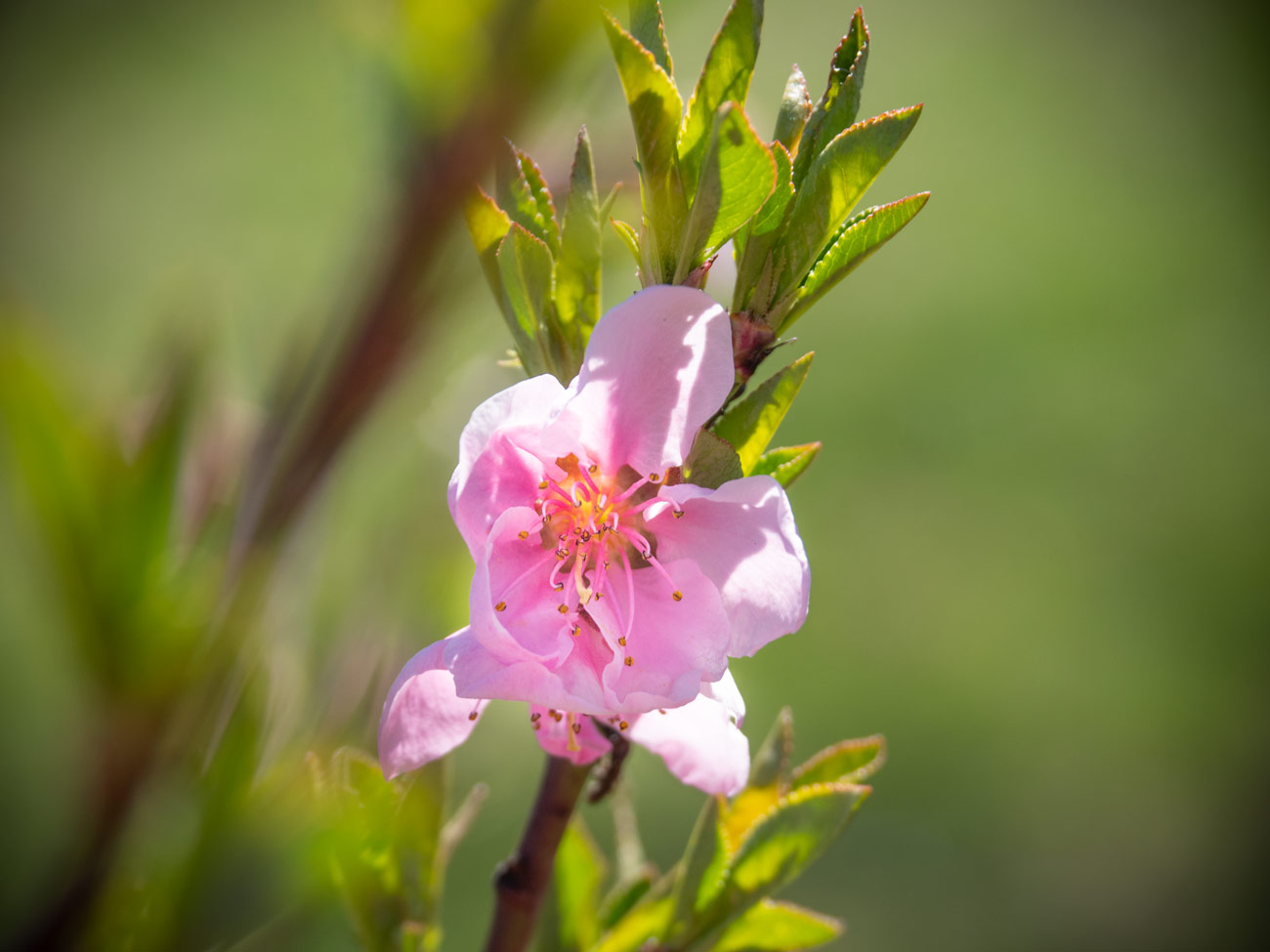 Obstbäume blühen April-2020