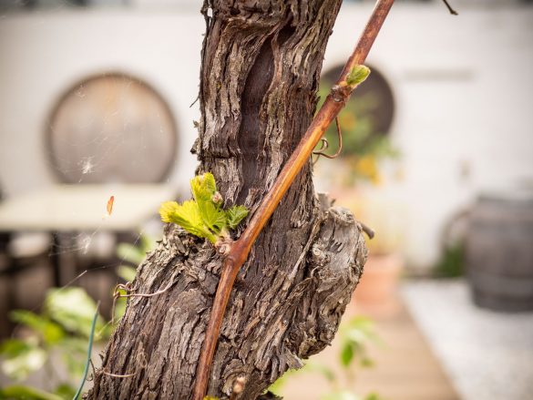 Wein-treibt-aus-April-2020
