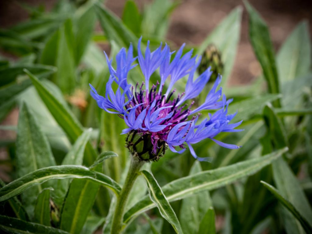 Griechische Kornblume