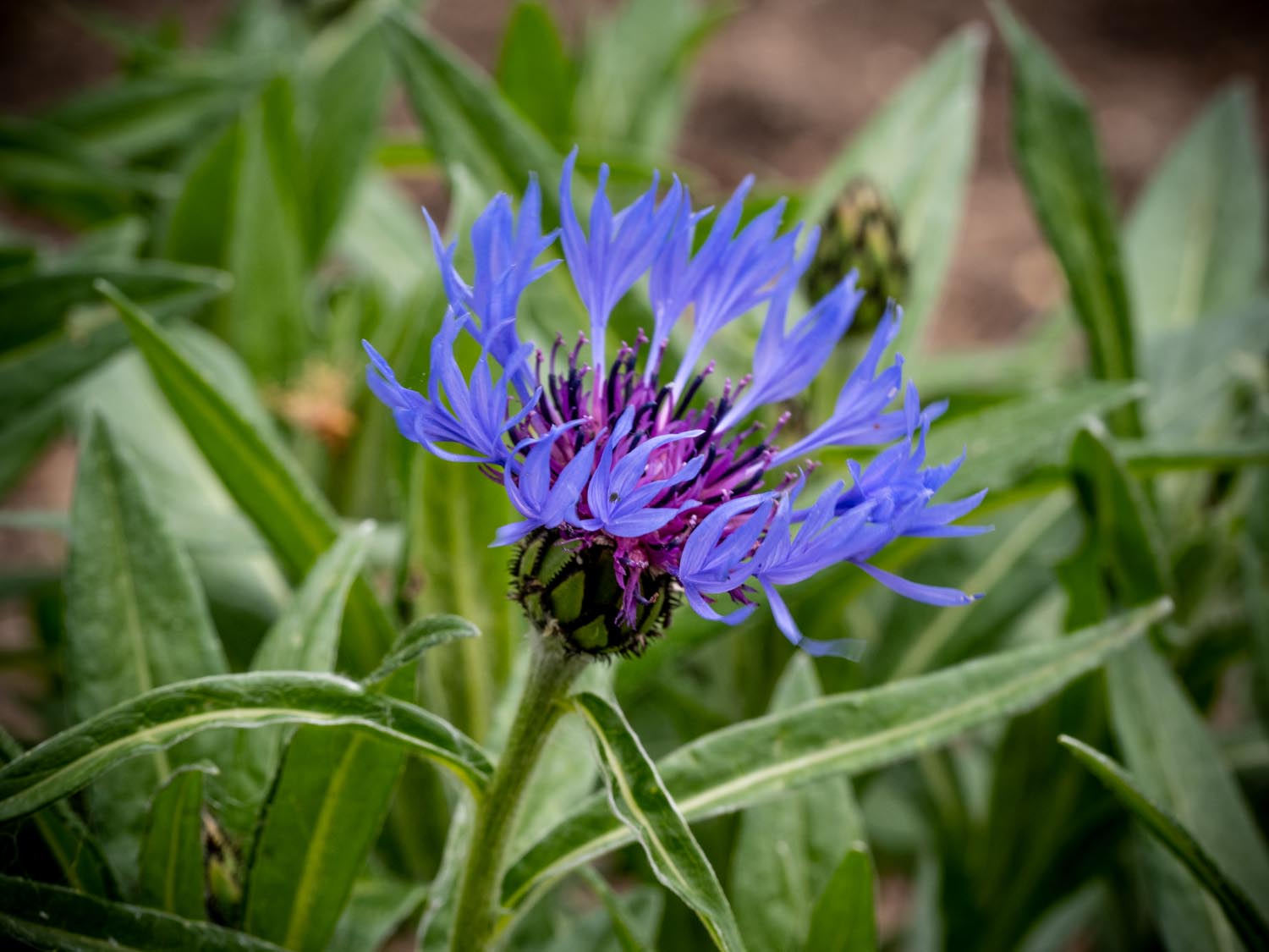 Griechische Kornblume